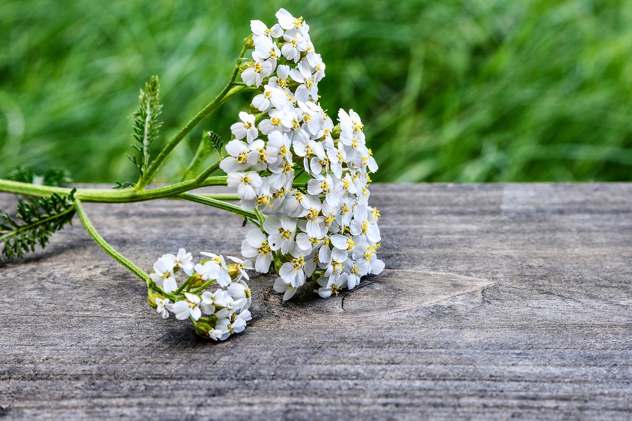 yarrow wild plant flower wild flower free photo