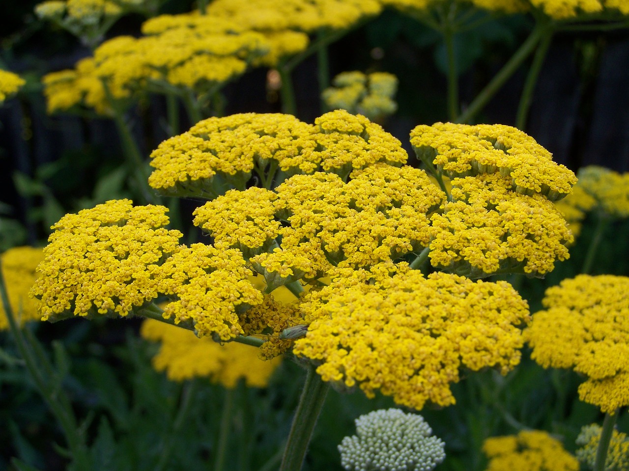 yarrow yellow flower flower garden free photo