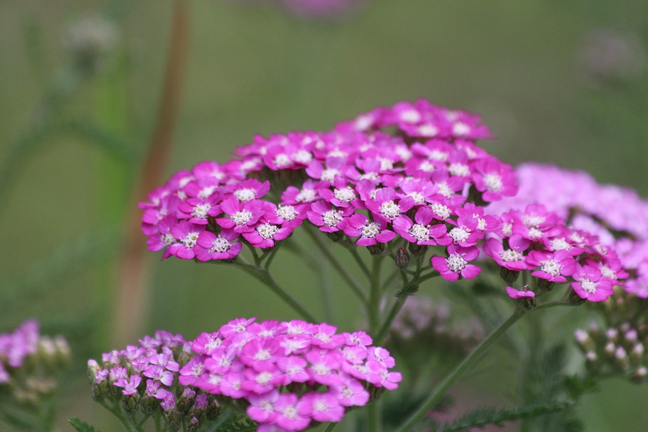 yarrow  achillea  nature free photo