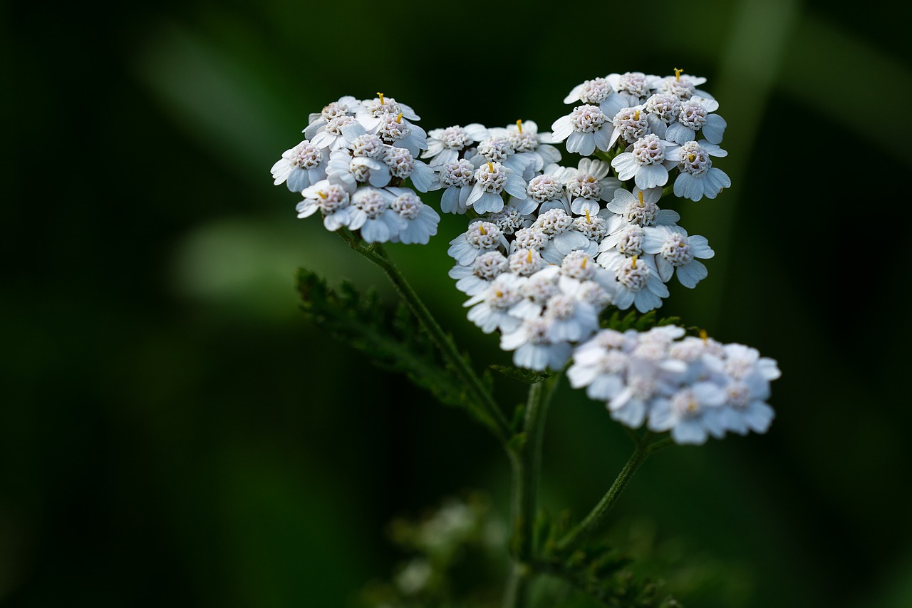 yarrow  plant  blossom free photo