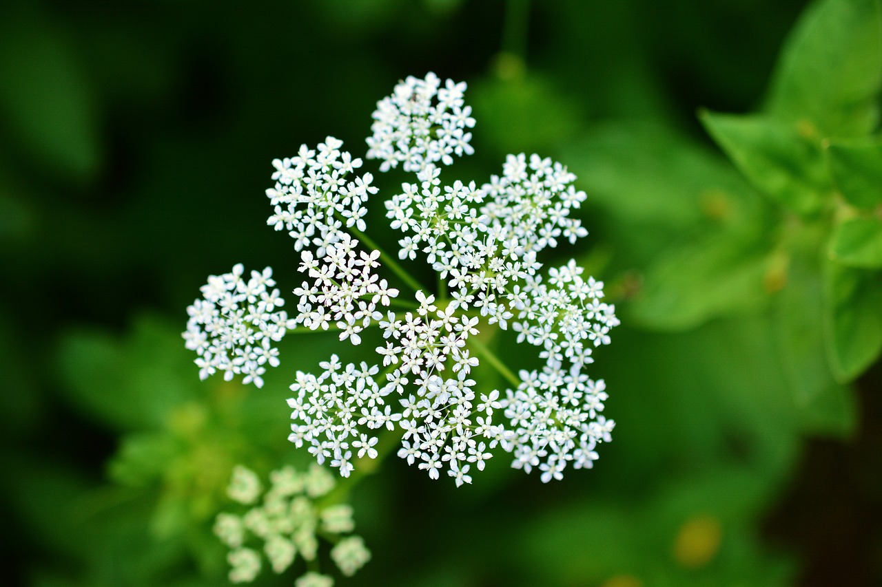 yarrow  pointed flower  medicinal herbs free photo
