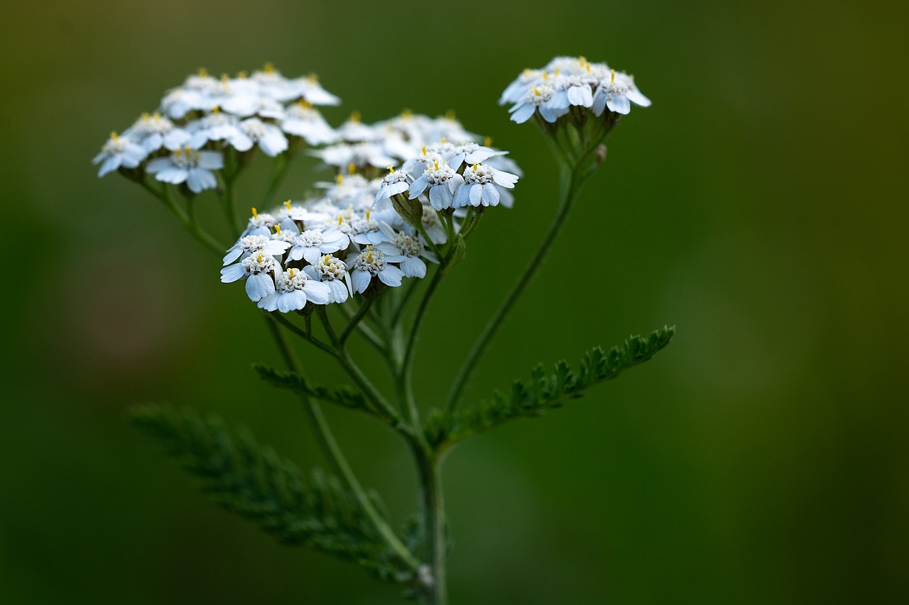 yarrow  plant  blossom free photo