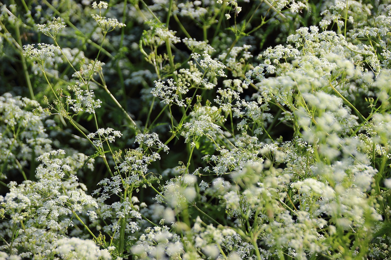 yarrow flower white free photo