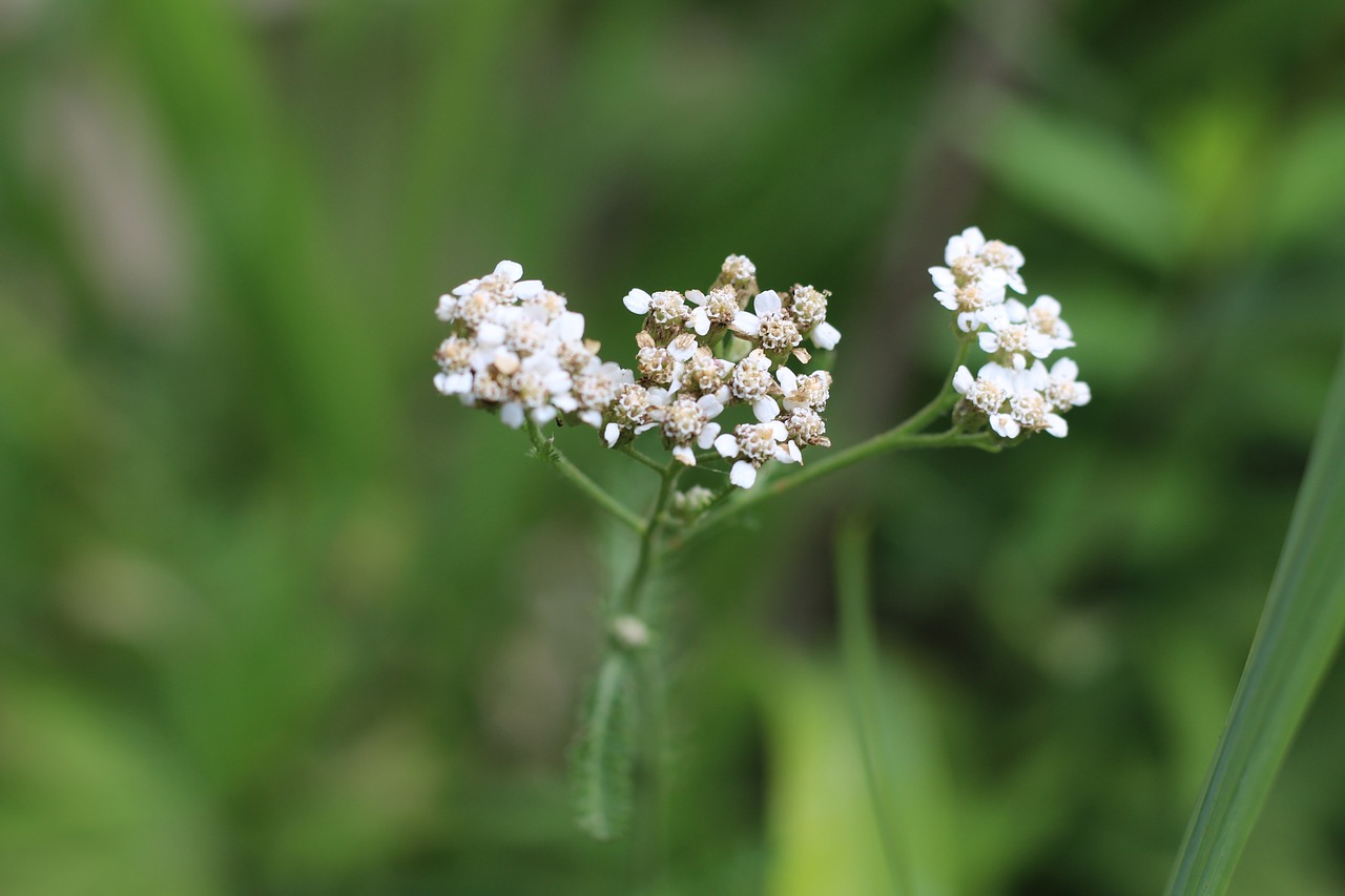 yarrow  white  flower free photo