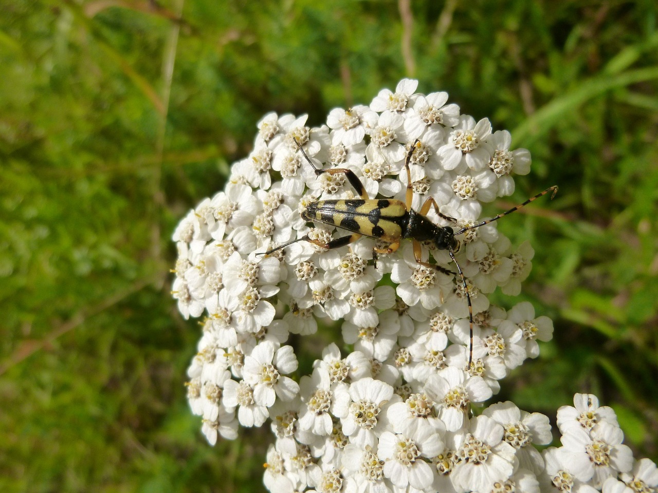 yarrow insect beetle free photo