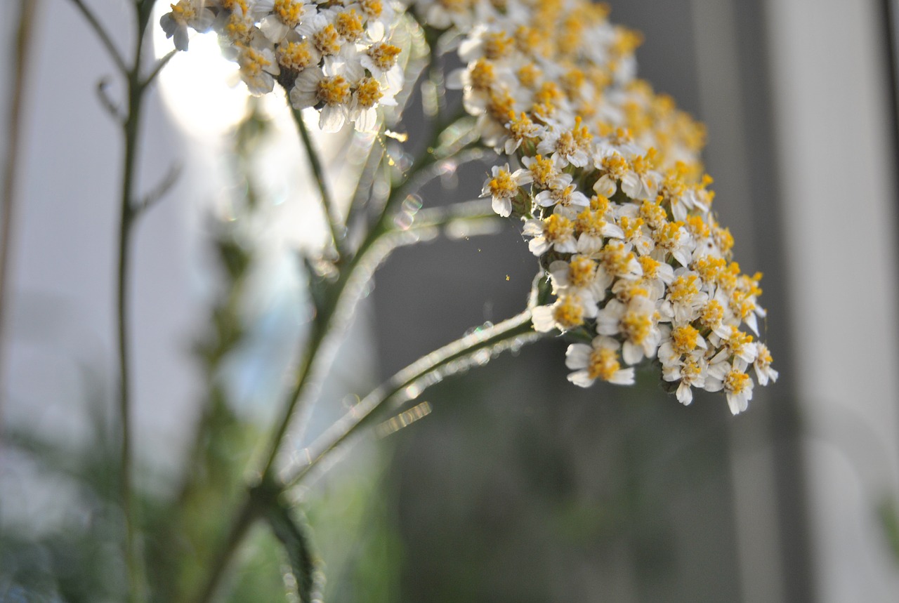 yarrow medicinal herbs healthy free photo