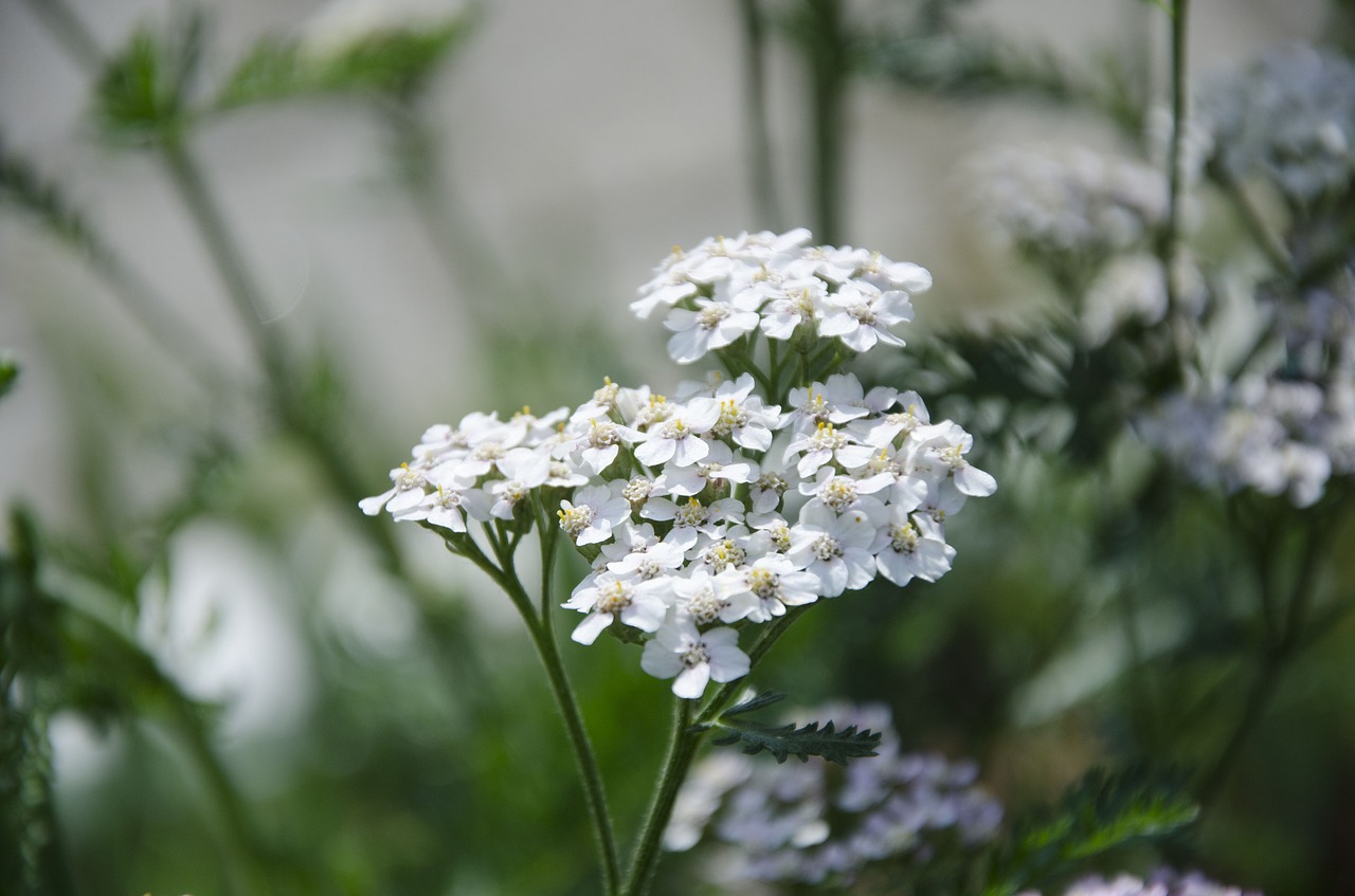 yarrow plant  yarrow  medicine herb free photo