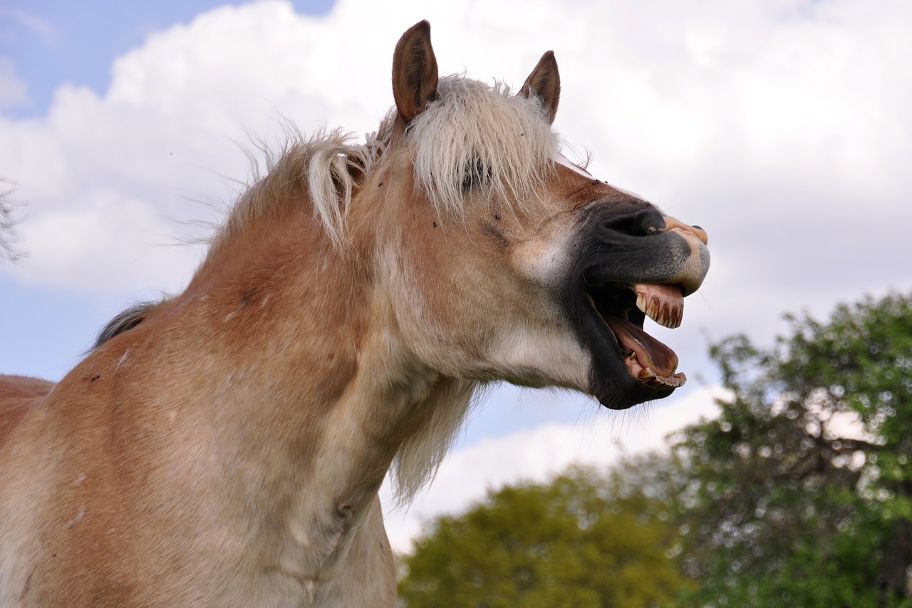 yawn horse laugh free photo