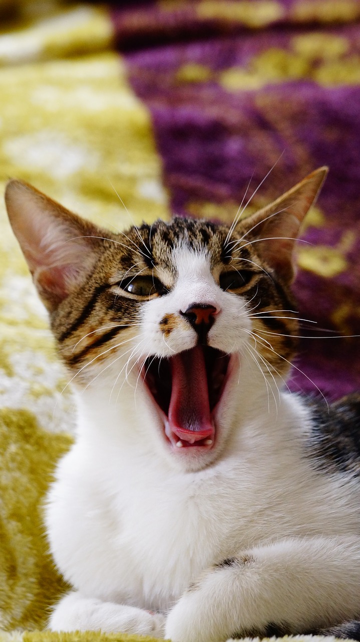 yawning cat cat yawn yawn free photo