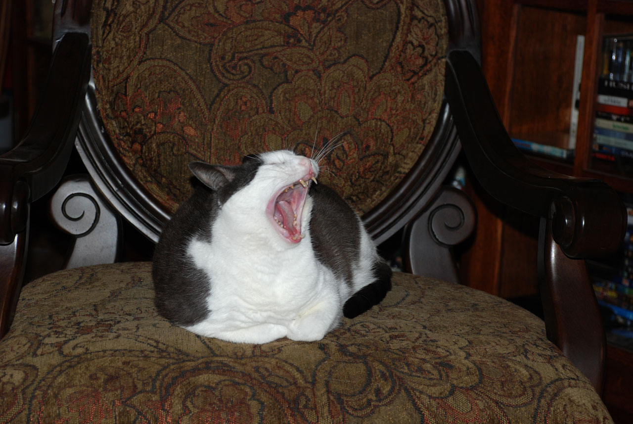 cat yawning yawning cat free photo