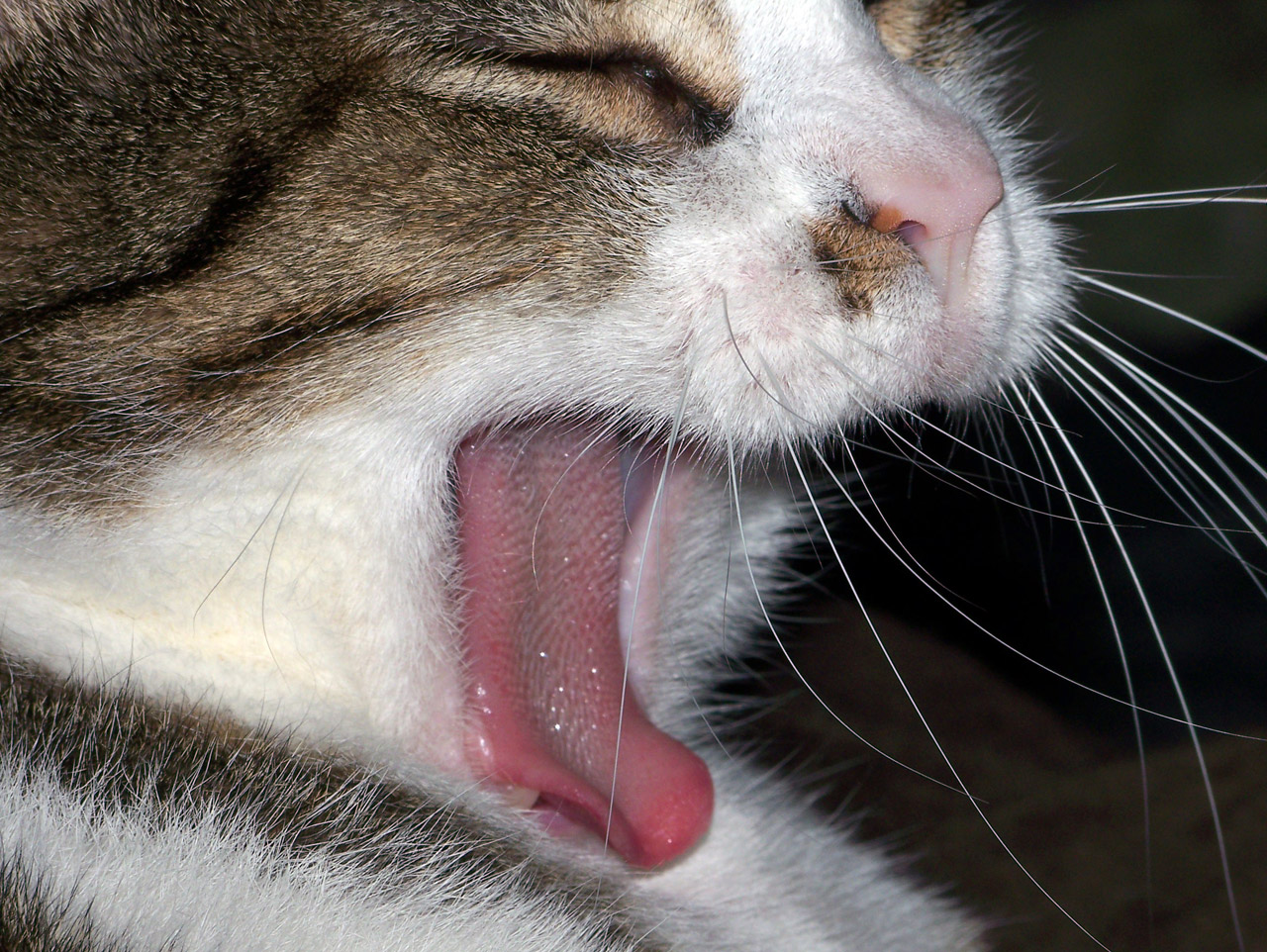 cat yawn yawning free photo