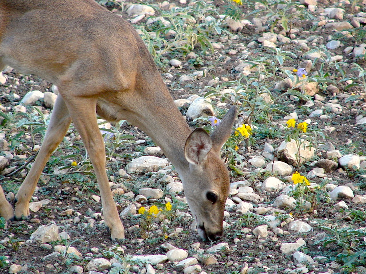 yearling deer nature free photo