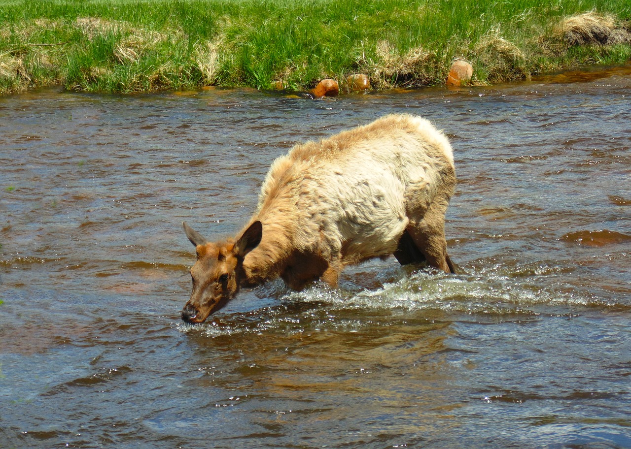 yearling elk in river  nature  animal drinking water free photo