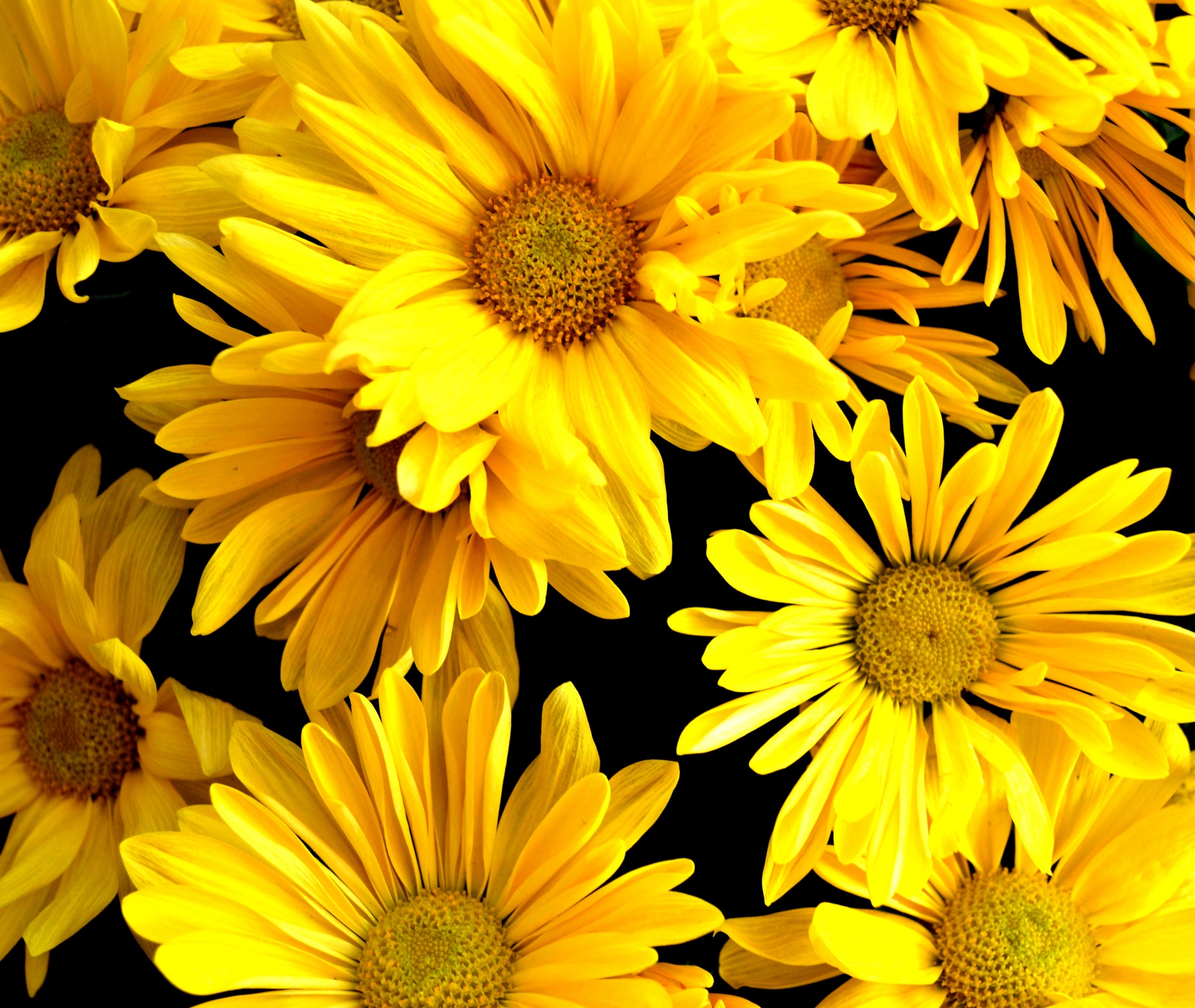 daisy flowers yellow free photo