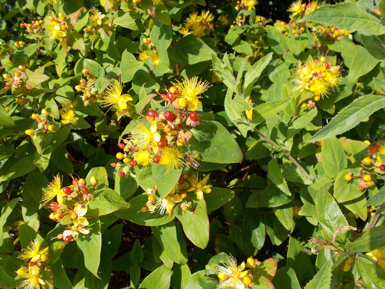 yellow flowers bee free photo