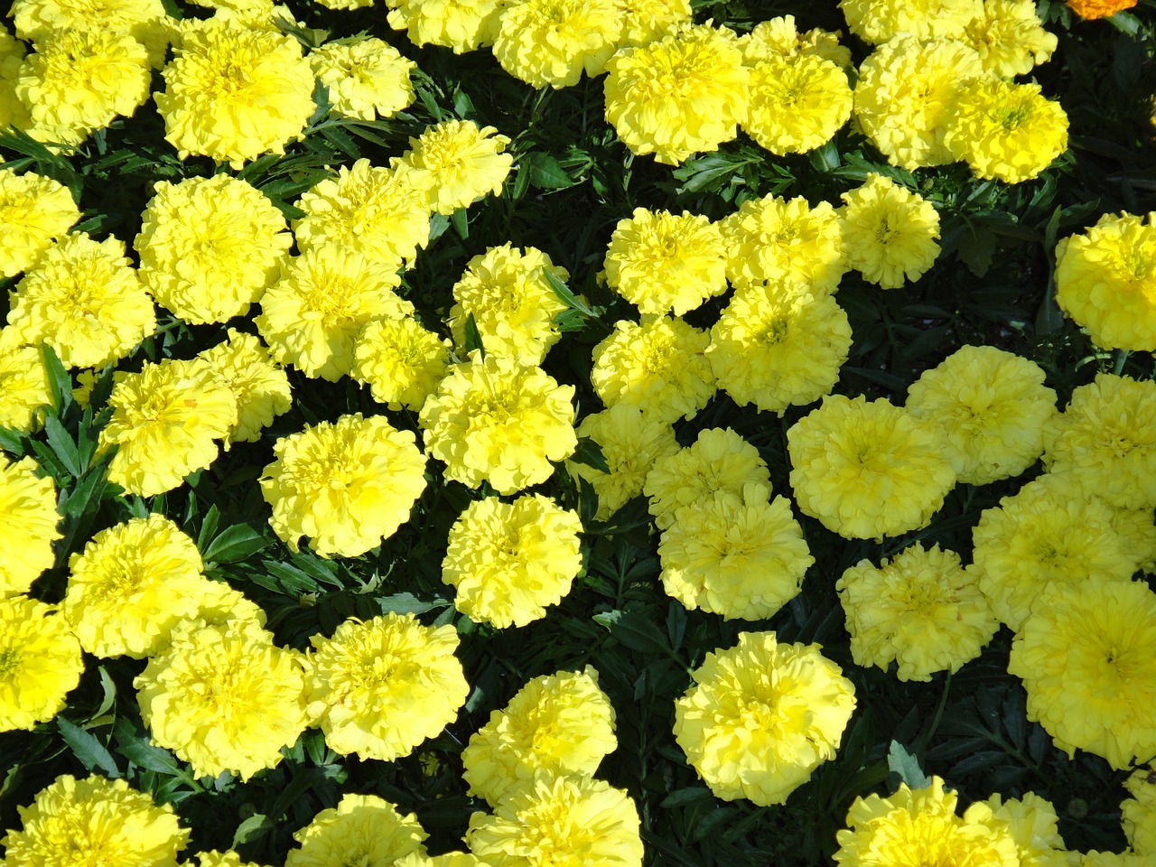 yellow marigold flowers free photo