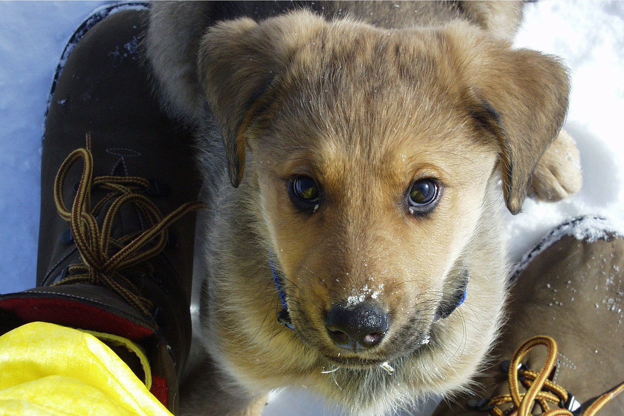 yellow labrador puppy free photo