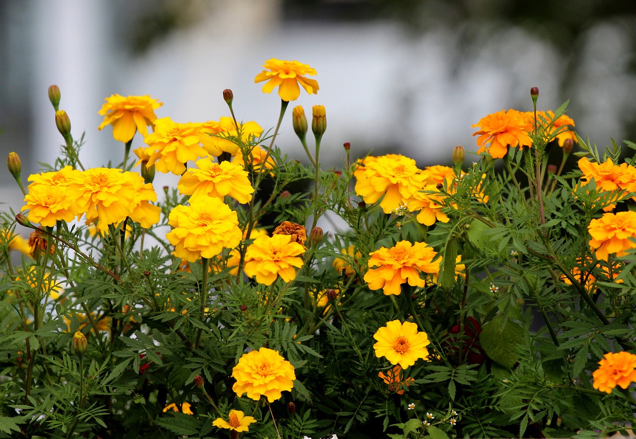 marigold flowers yellow free photo