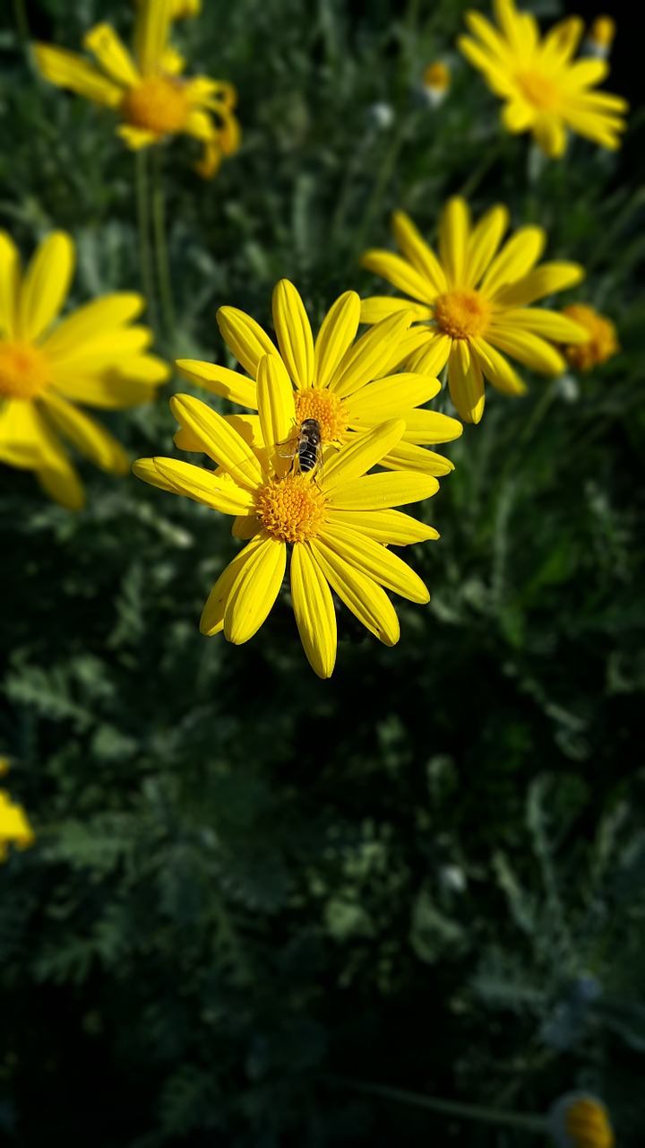 yellow flower turkey free photo