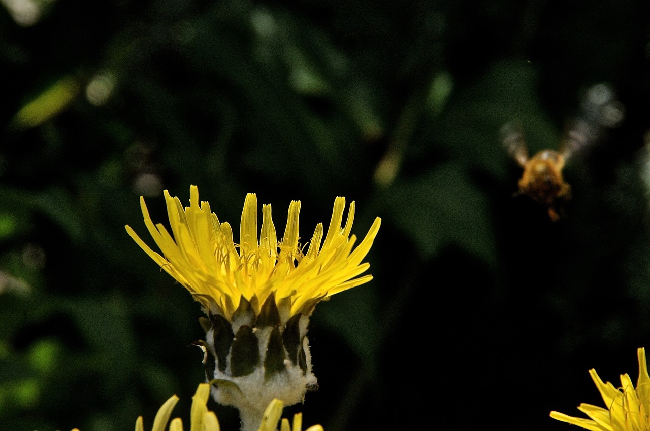 yellow flower nature free photo