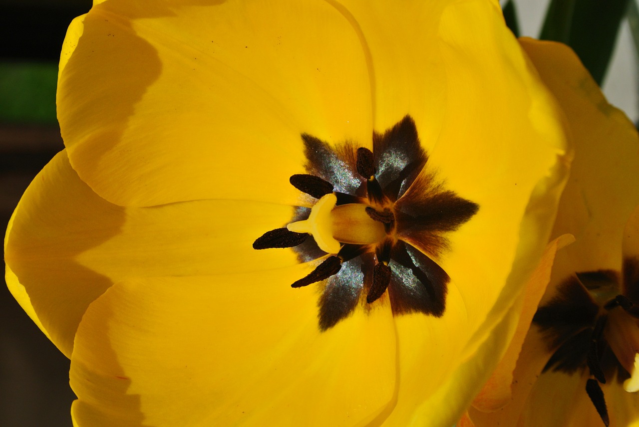 yellow tulip spring free photo