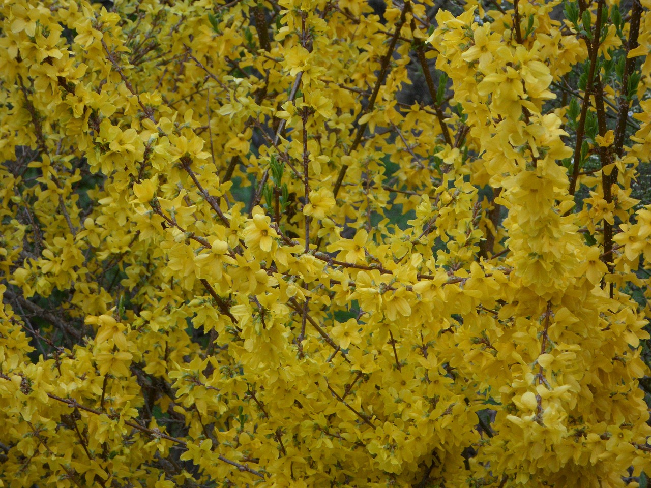 yellow forsythia ornamental shrub free photo