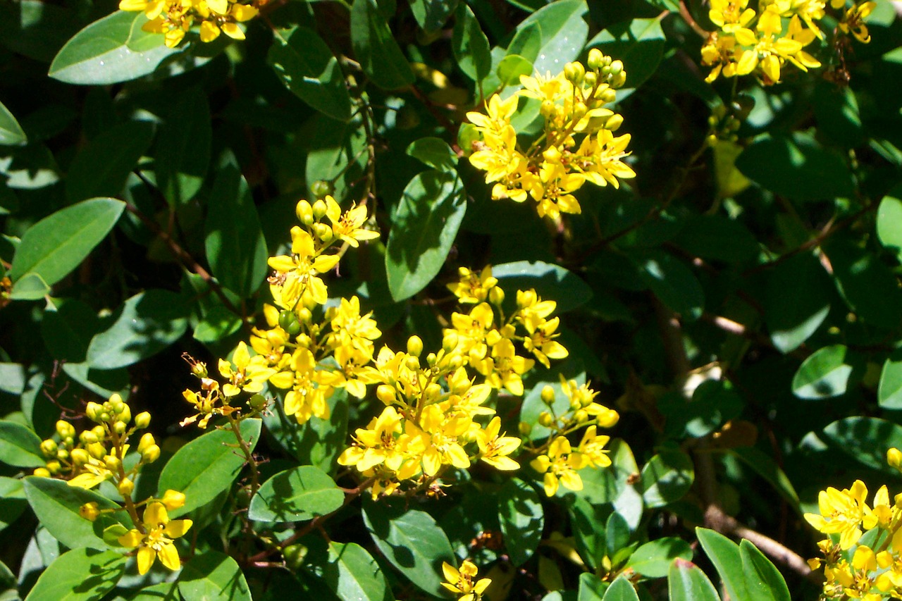 yellow flowers bunch free photo