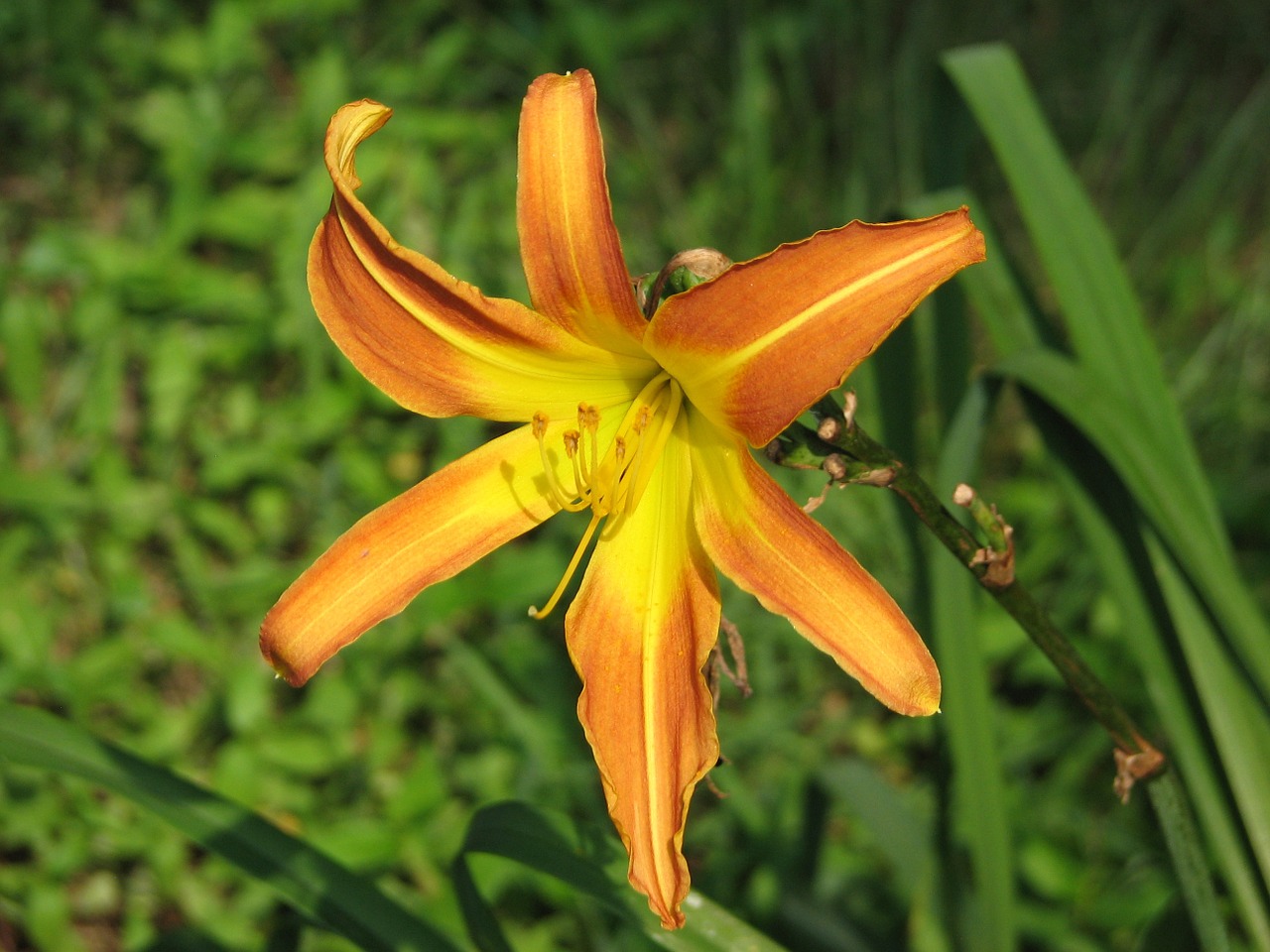 daylily mexican sunflower yellow free photo