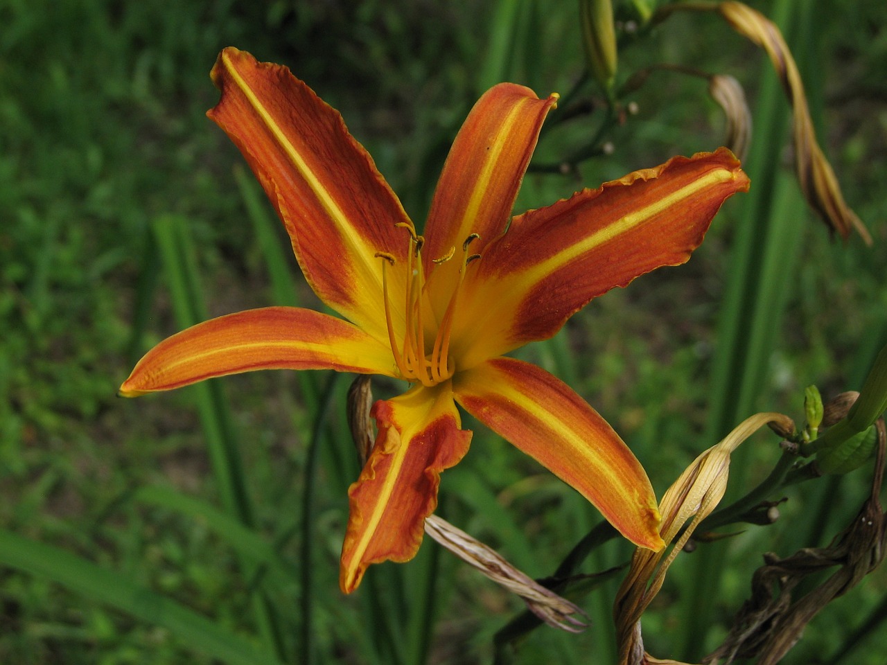 daylily mexican sunflower yellow free photo