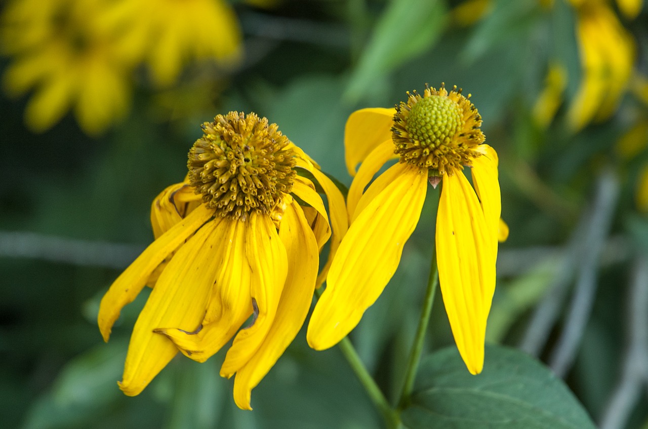 yellow flowers green free photo