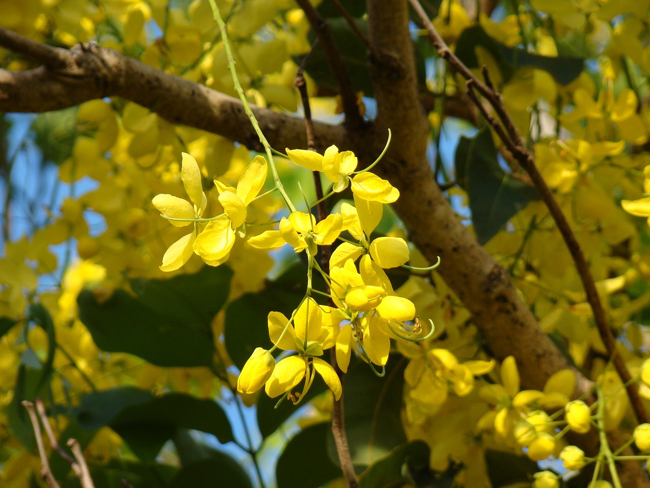 yellow flowers tree free photo