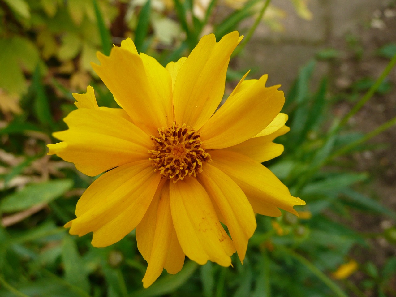 yellow flower yellow flower free photo