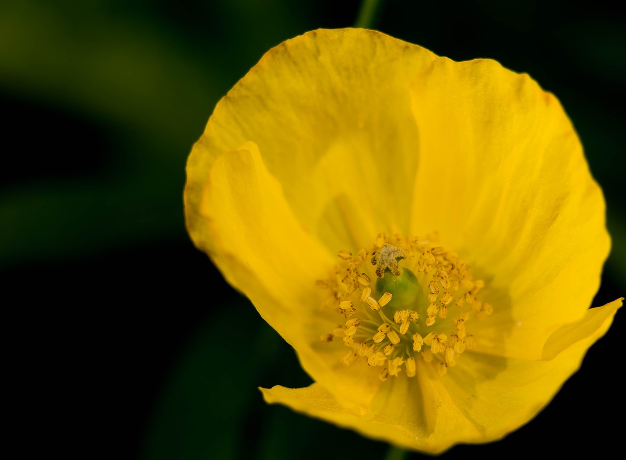 poppy yellow flower free photo