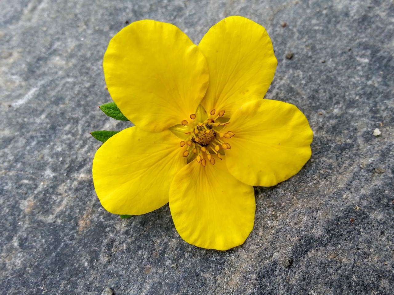 yellow flower yellow flower free photo