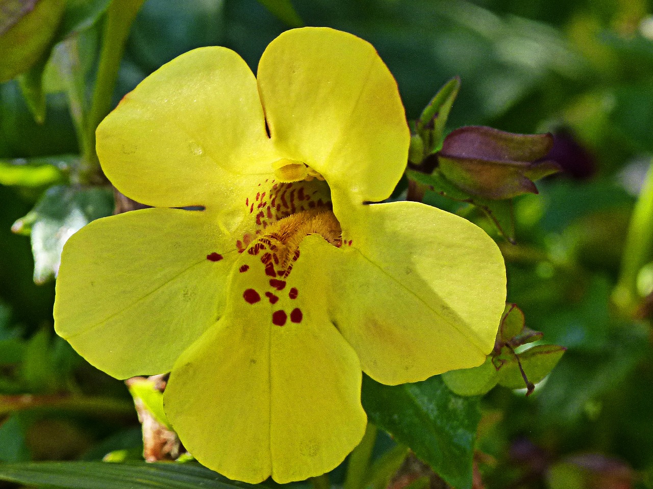 yellow flower garden free photo