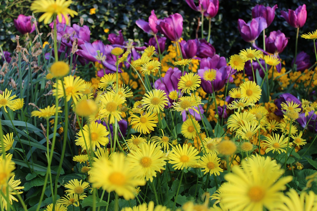 yellow daisy purple tulips flowers free photo