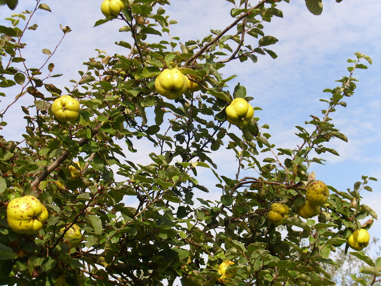 yellow quince fruit free photo