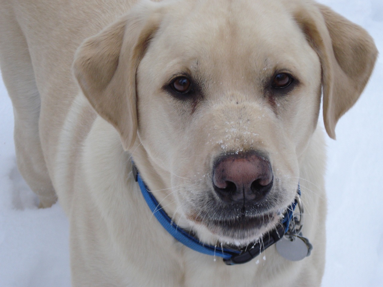 labrador yellow dog free photo