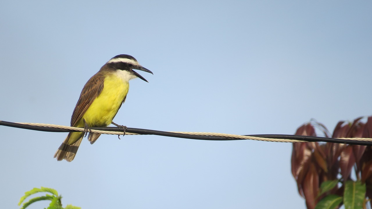 yellow bird fly free photo