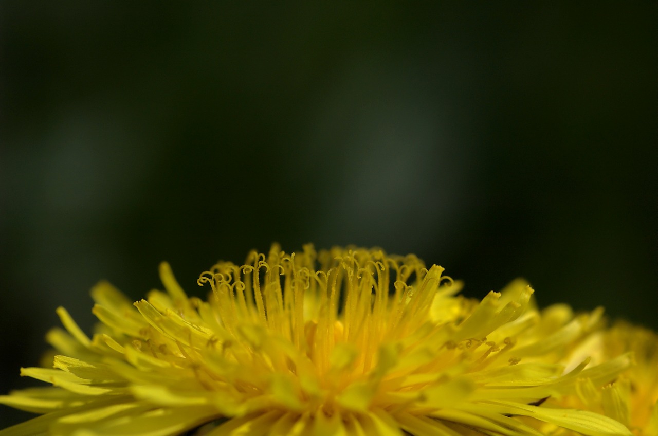 yellow flower dandelion free photo