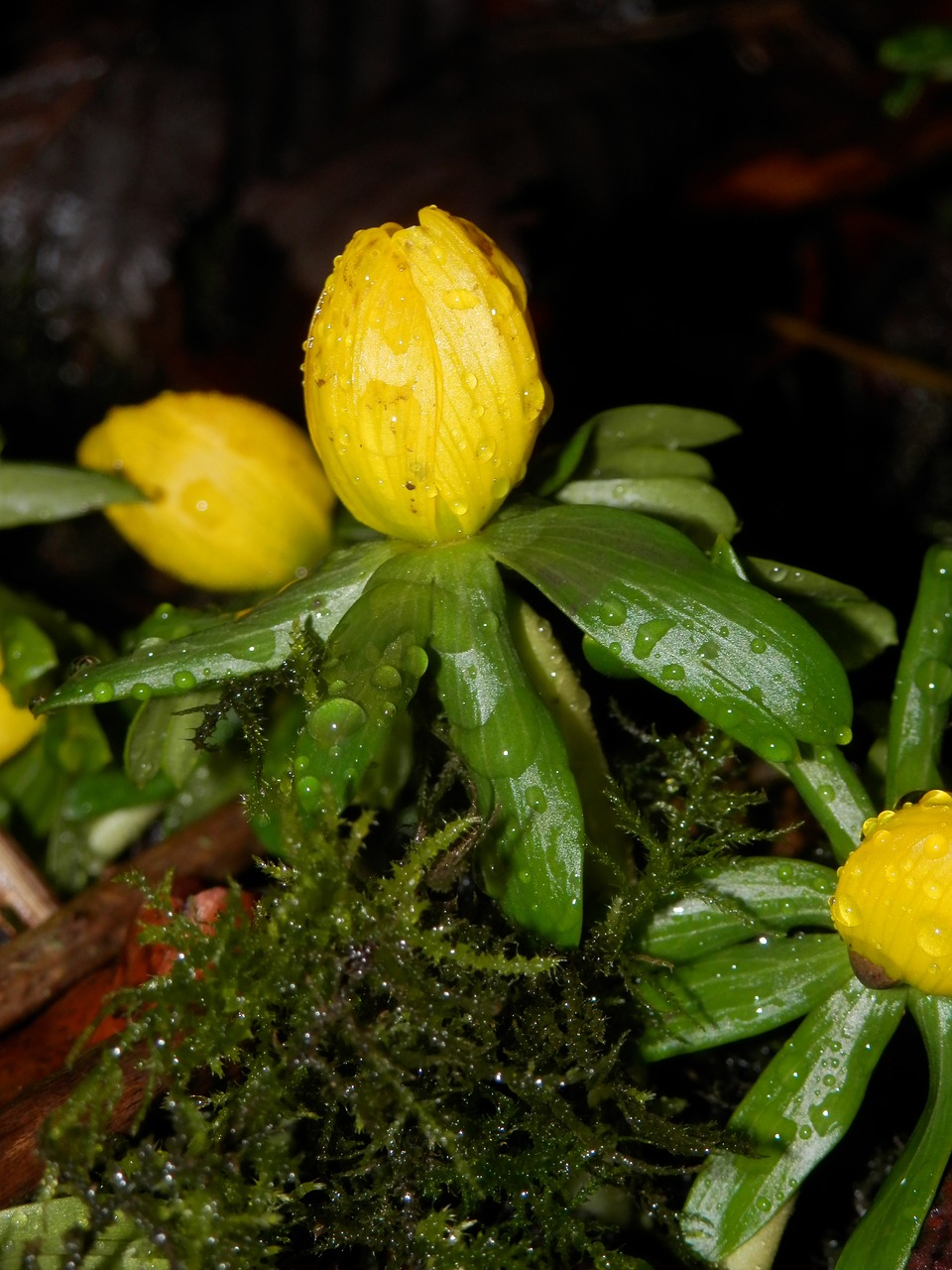 yellow green flower free photo