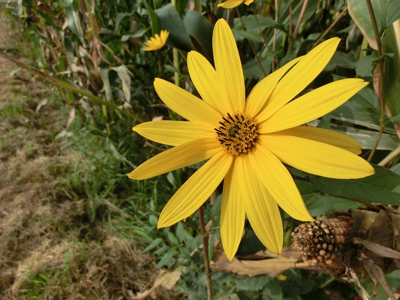 helianthus wild flower yellow free photo