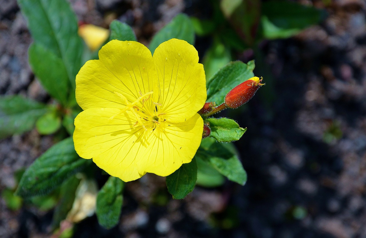 yellow flower yellow flower free photo