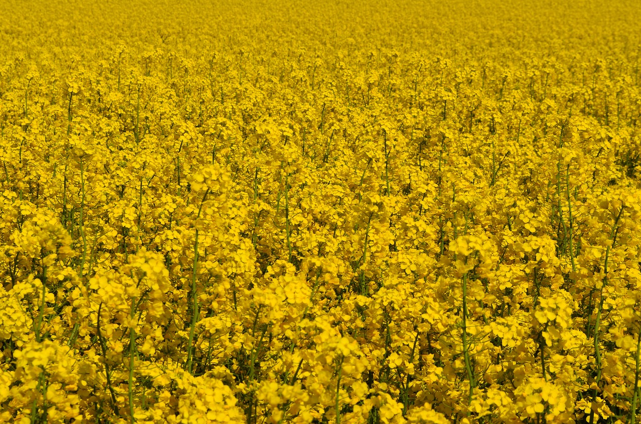 yellow oilseed rape field of rapeseeds free photo