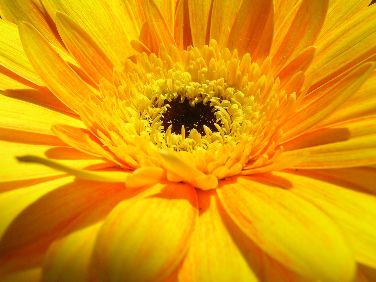 yellow gerbera flower free photo