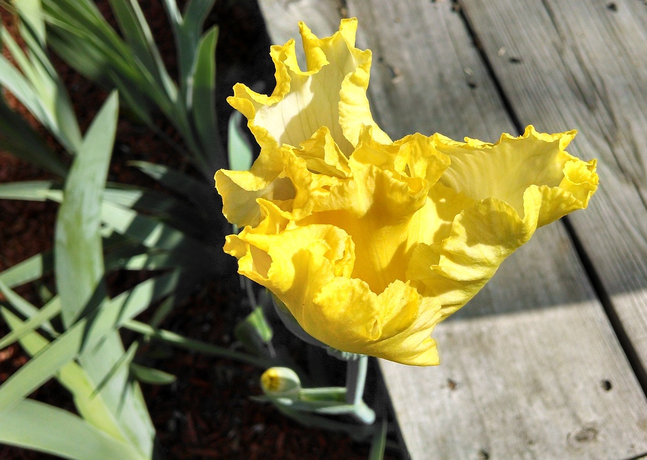 yellow iris garden free photo