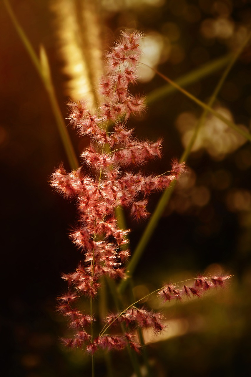 yellow red beauty free photo