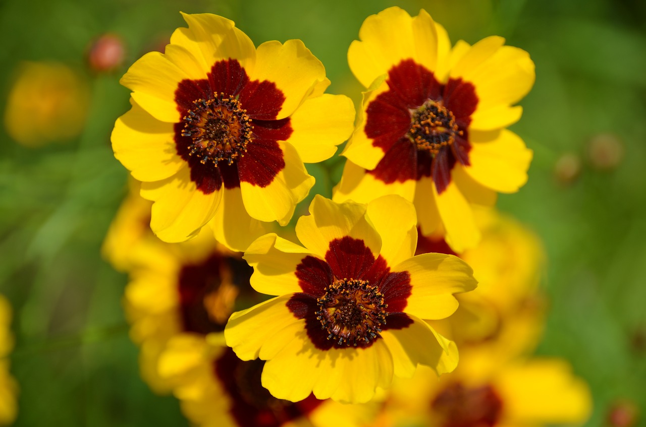 yellow filled double flower free photo
