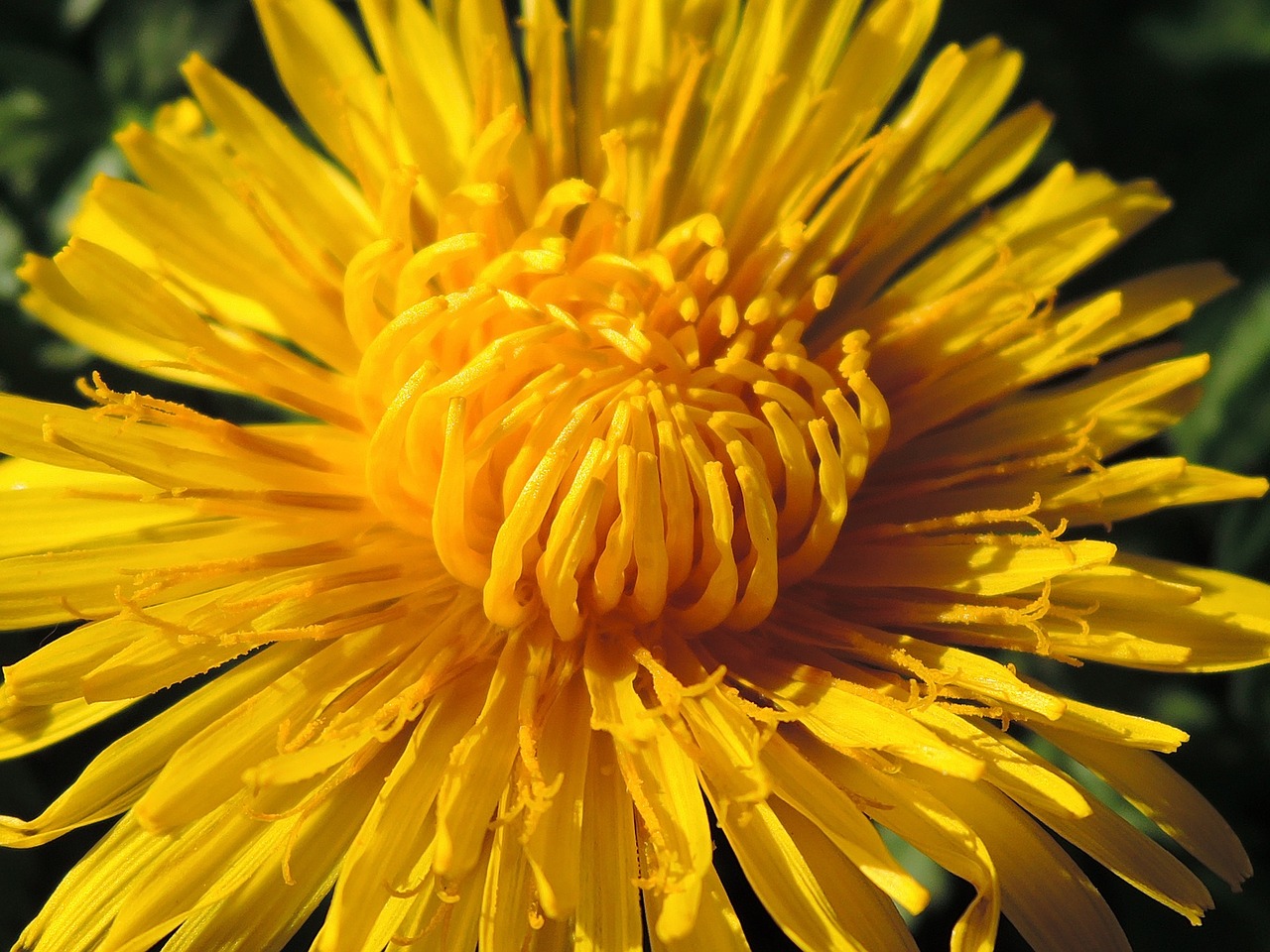 yellow spring flower free photo