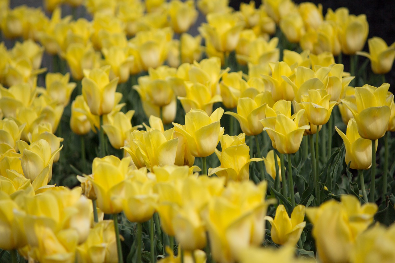 yellow tulips flower free photo